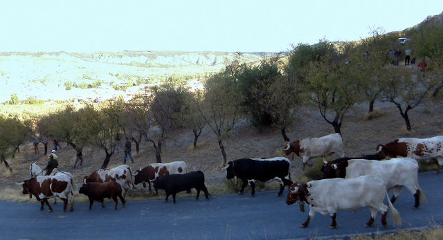 Lugros.Toros de la Peza