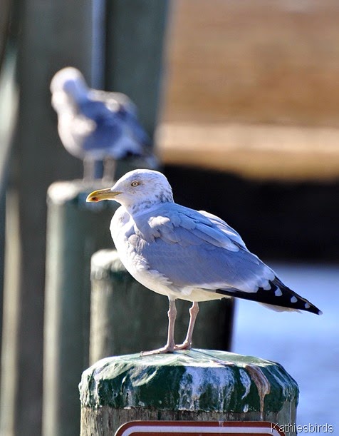 4. herring gull-kab