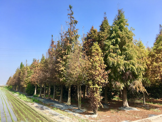 bald pines, taiwan, yunlin