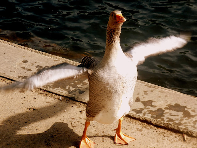 Goose flapping Wings