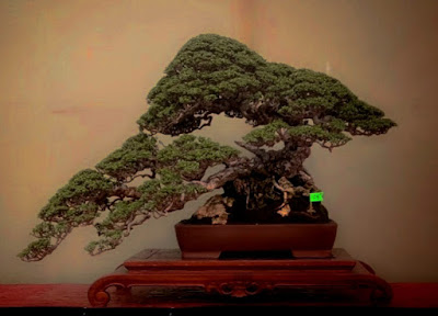 Pengertian Bonsai