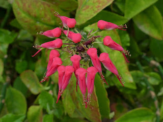 Pantouflier - Euphorbia tithymaloides - Pedilanthus tithymaloides