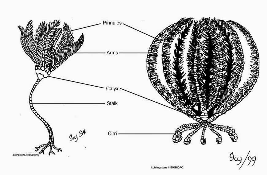 Pengertian Ciri dan Klasifikasi Echinodermata Ilmu 