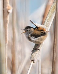 Wren