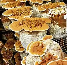 Mushroom Spawn Supplier In Kolhapur