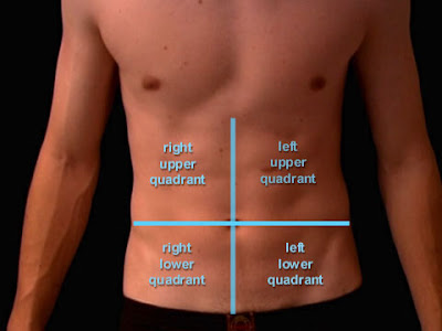 Anatomy and Physiology I Coursework: Four Abdominopelvic ...