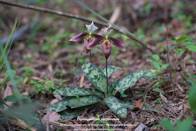 Paphiopedilum purpuratum orchid plant care and culture