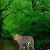 Wild Animals Forest Escape