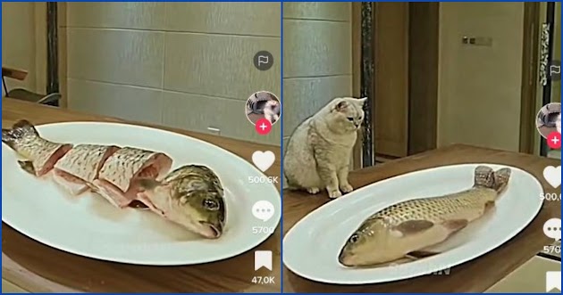 Video Kucing Hebat Bisa Potong Ikan Hanya Sekali Lompat, Bikin Kagum