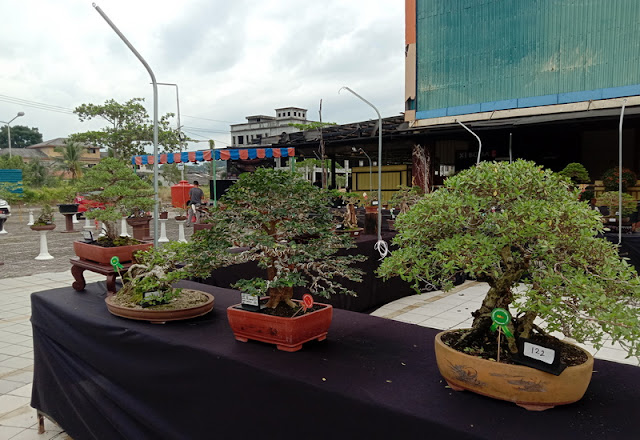 Bonsai dan Kemakmuran Hidup Pemiliknya (2)