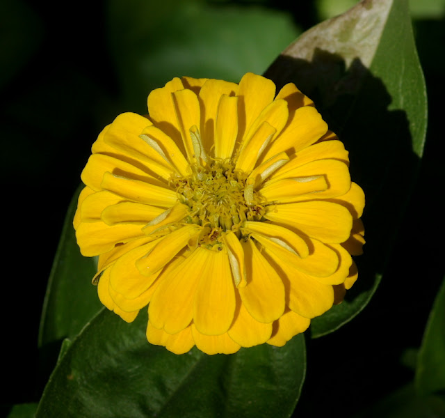 Zinnia elegans