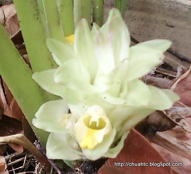 Turmeric Flower