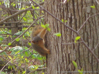 Curious Squirrel