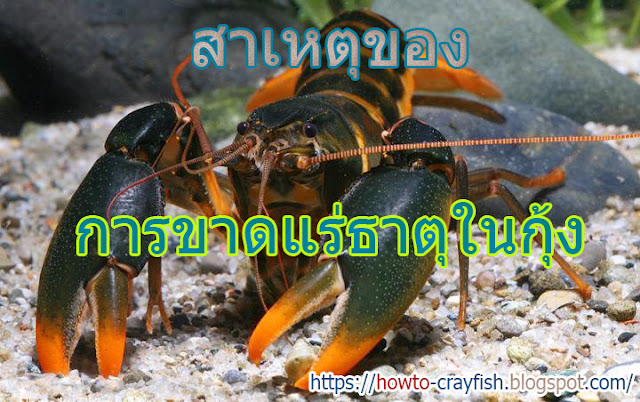 สาเหตุของการขาดแร่ธาตุในกุ้ง