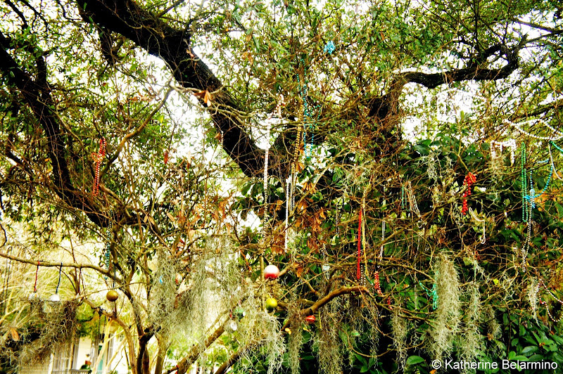 Mardi Gras Beads in the Trees of the Garden District New Orleans