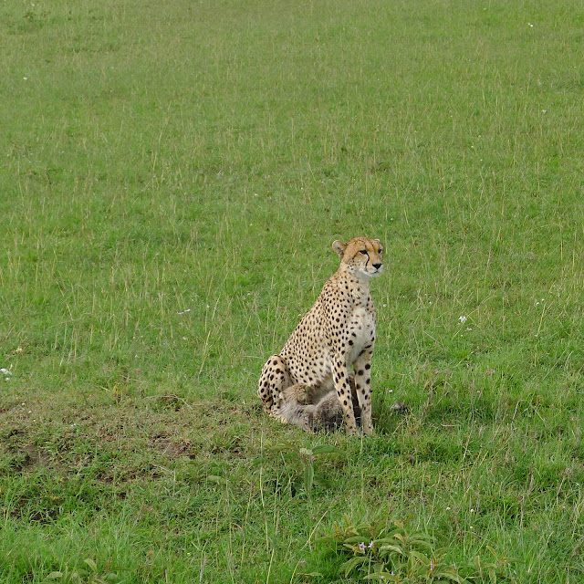 Cheetah and cubs at the Masai Mara