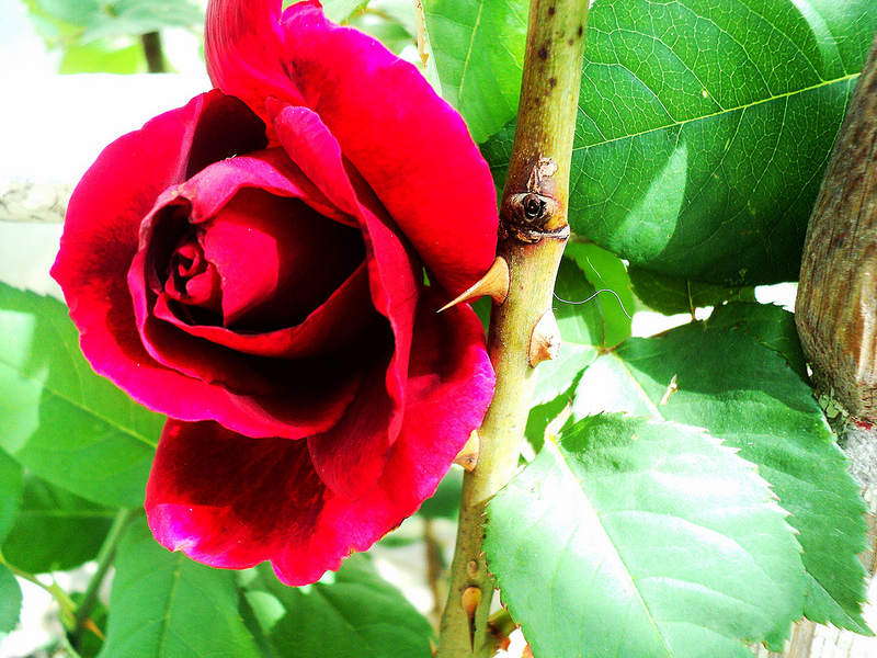 Why Do Roses Have Thorns?