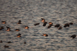 Wildlifefotografie Naturfotografie Lippeaue Olaf Kerber