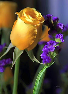 Yellow valentine roses