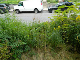 Toronto Front Garden Cleanup in Koreatown Before by Paul Jung Gardening Services--a Toronto Organic Gardener