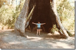 The biggest Giant Red Tingle tree