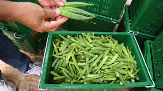 “Freshly harvested okra in a bowl”