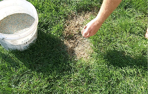 overseeding lawn in spring