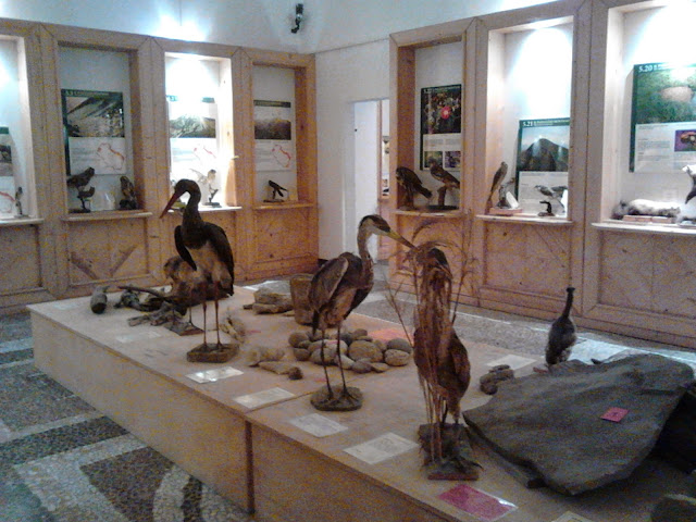 volatili nel Museo storia naturale Aulla