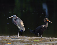 Florida Bird Photos