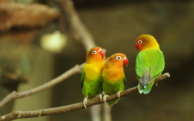 Suara Burung Lovebird Paud