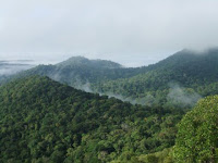 Amazon forest French Guiana. (Credit: Dr Sophie Fauset, University of Leeds) Click to Enlarge.