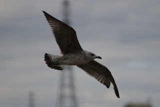 1st cycle Yellow-legged Gull