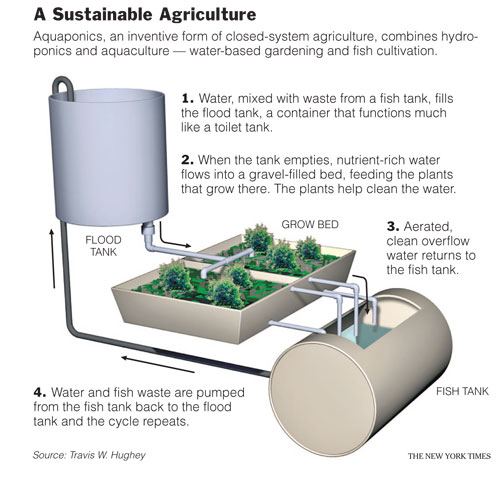 Aquaponics Growing System: HOW TO BUILD A BASIC AQUAPONICS SYSTEM?