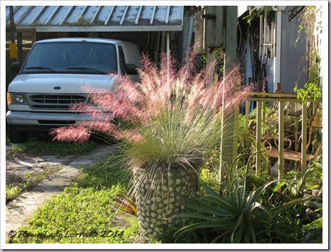11-04-pink-muhly-7