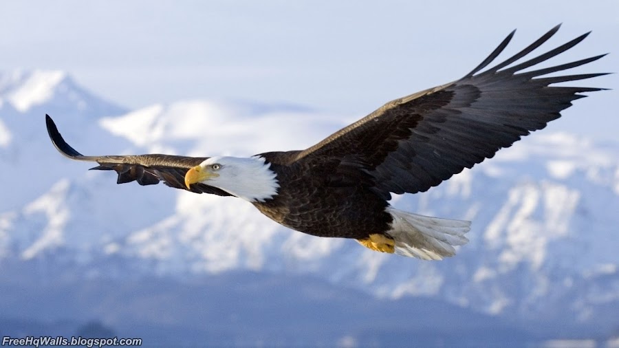 Awesome Eagle HD Wallpaper