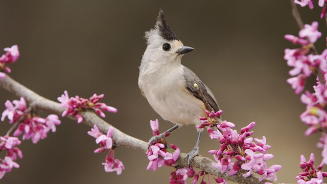 Aves Exóticas