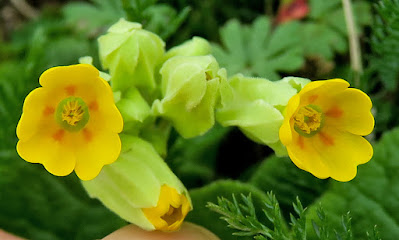 Primevère officinale (Primula veris subsp. veris)