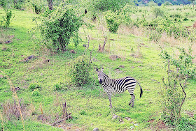 single zebra amidst foliage