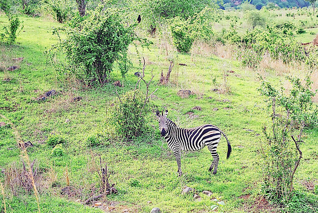 single zebra amidst foliage
