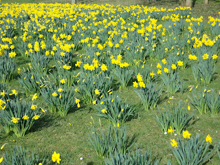 Daffodills and a Butterfly in Campbell Park