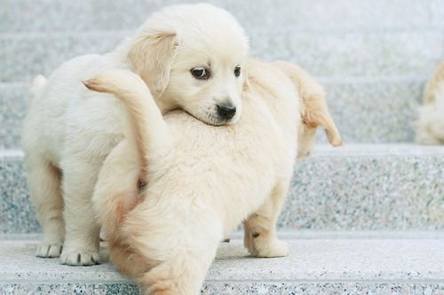 cute-animals-23