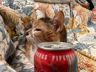 Purrl cat refusing to sniff my open can of beer.