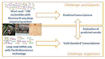 Another success for CRS4 Bioinformatica in the international DREAM 2011 competition