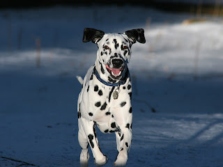 Dalmatians Wallpapers