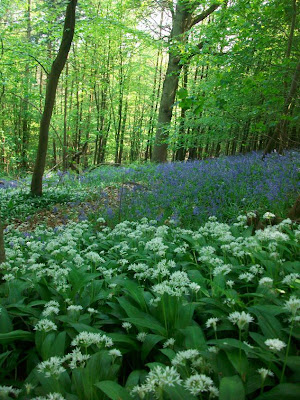 The Enchanted Forest is a childcentred woodland walk with walkways 