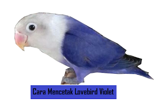 Cara Mencetak Lovebird Violet 
