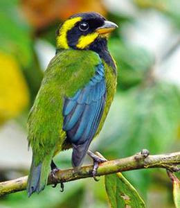 Foto: aves del Valle del Cauca colombia