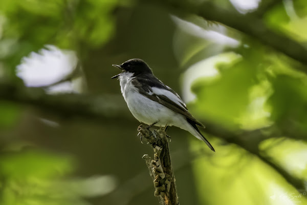 Pied flycatcher