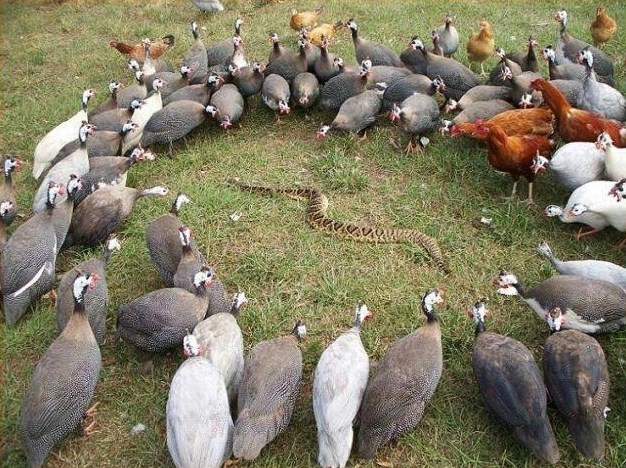 Snake and chickens, funny animal photos