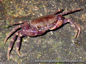 Singapore Freshwater Crab (Johora singaporensis)